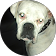 chris schleifer profile picture